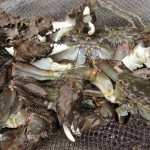 モクズガニ　メス