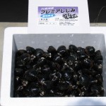 採れたてシジミ