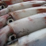 白いか　凍結２