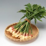 しょうがしょうゆ２