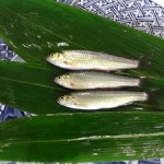 （イトー農産）島根ホンモロコ