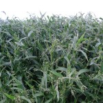 （よい食）はとむぎ珈琲３