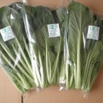 （赤江）有機こまつな