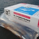 （日本海）伝説のイカ