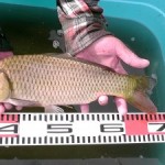 （イトー）玄米鯉