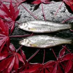 (イトー農産)ホンモロコ新