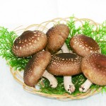 11_奥出雲椎茸『雲太‐1号』