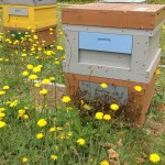 IMG_1057-e1523583359560