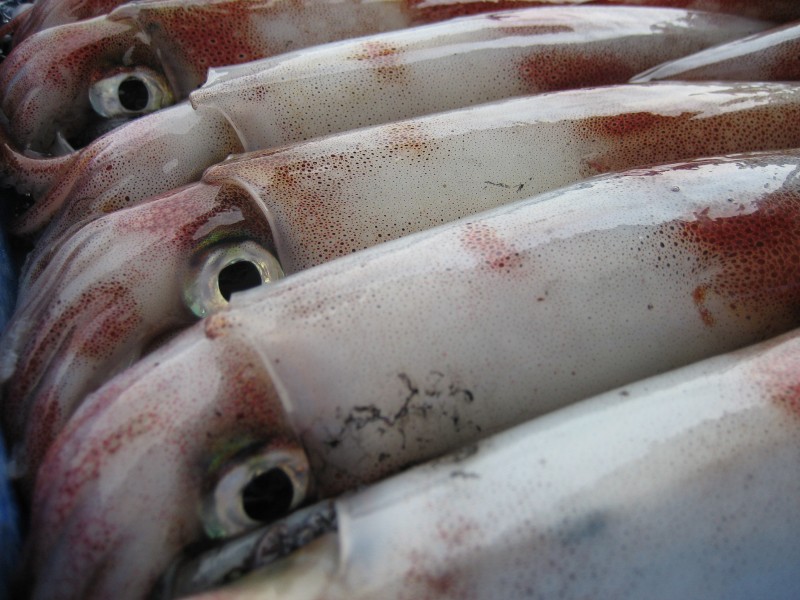 隠岐 海士の白いか Cas凍結 しまね食品バイヤーズカタログ